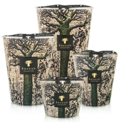 BAOBAB SACRED TREES KANI